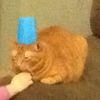 angrycatemoji1234