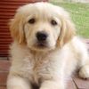 puppy_love_forevwer