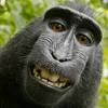 monkey.monkey950