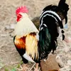 محمية الخالدي
