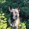 chablisthemalinois