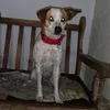 account.about.dogs