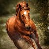 fares_al_shamaly33