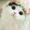 dalaaali68