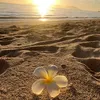 maram.zakhama