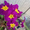 oliviahantonio8