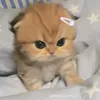 zumi.cat123