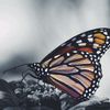 الاميره نـــــــٌغـــــــم🦋🦋