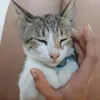 malay_k0_ul1t