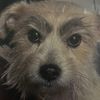 buddiesdaisy