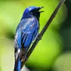 bluebird5005_music