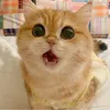 huycute623