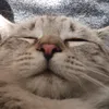 egor_kap