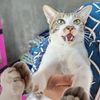 sikakak..3adek_