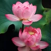 thuvnphanth19