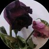 rohat_guler