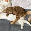 gn_vlituhayu