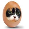 yanenycat0