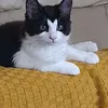 adnanasimona1