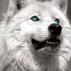 wildcelt71