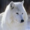 mr.wolf.hy