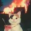 i_heart__cats