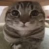 bssdcat
