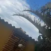 pietrinzx_1