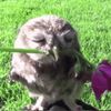sillybillyowls