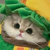 Funny.Pet_Park
