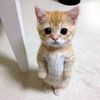miaw3001