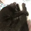 matchablackbean