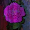 user150466624