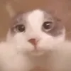 jerami_le