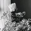 bellaaaflowers5