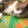 kucing_jsm