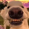 skibidinguyenhq