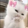 annie.nisar