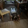 niamh.walks.official