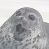 yukithyseal