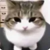 stickycheese__