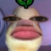 cforcicak_1