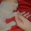 mano.bili4387