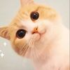 OddCouplePets