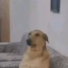 krutoi_menion