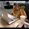 im.chicken44