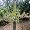 phan.phong71c1