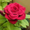 mr.javed8467