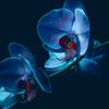 blueorchide