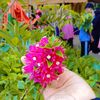 anisha.akter998
